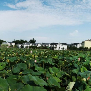 四川泸州：幸福美丽新村5年全覆盖