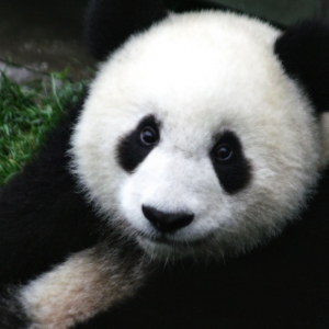 科普：为什么大熊猫只有“黑白照片”