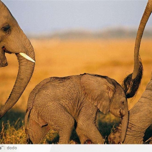 科普：野生大象平均每天仅睡两小时