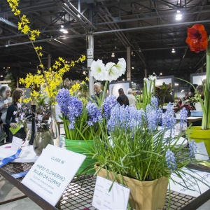 加拿大花卉与园艺博览会在多伦多举行