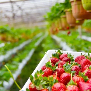 2020年四川花卉（果类）生态旅游节暨天府新区第十五届冬草莓节即将开幕