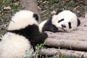 大熊猫缘何被“降级”？——从野生动物保护看生态文明建设成效