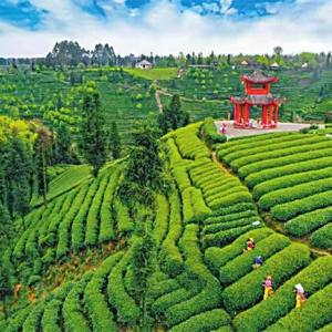 雅安推动茶文化底蕴转化为高质量发展优势
