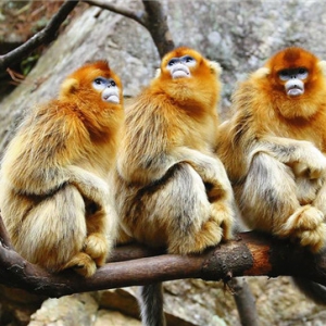 猴年“猴开心” 游客景区扎堆看猴