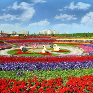 世界最大花园迪拜奇迹花园耗费4500万株鲜花