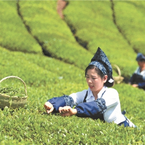 三峡茶谷-邓村茶遗产公园