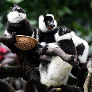 广州：斑狐猴三胞胎正式与游客见面