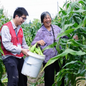 浙江慈溪：党员志愿者帮低保户收卖玉米