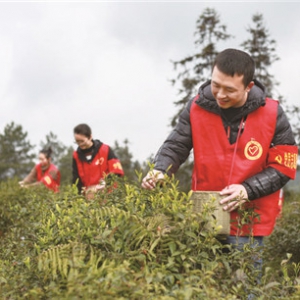 四川广安：党员服务队 助农采茶保增收
