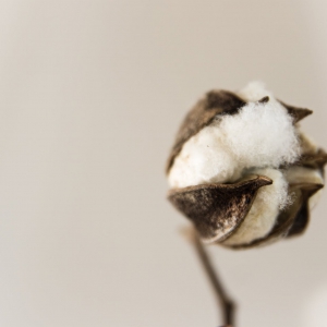 棉花是季节的信使