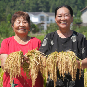 巴中“中国农民丰收节”将在巴州区三江镇举行